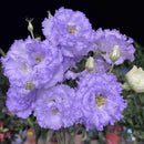 Eustoma Rosa Sem Espinhos💐Sementes de Lisanthus