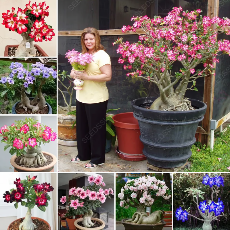 🔥Rosa do Deserto: Floresça seu Jardim🌺+ [BRINDE ESPECIAL]