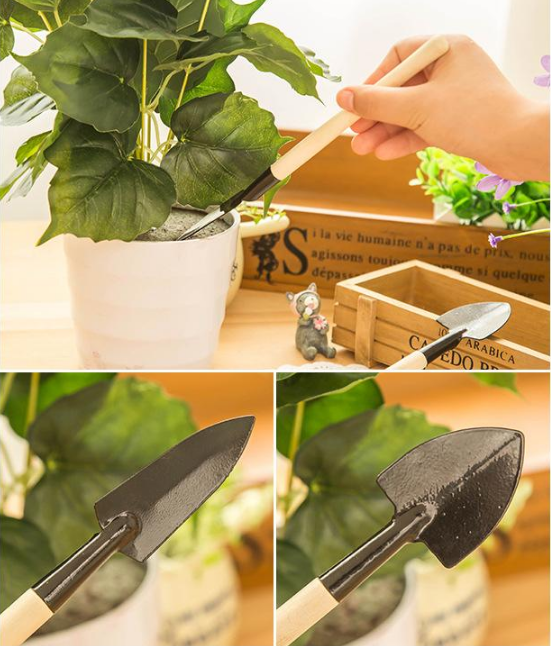 Sementes de Uva Gigantes: Gigantes Suculentas Sem Sementes