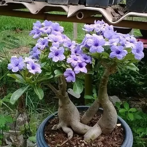 🔥Rosa do Deserto: Floresça seu Jardim🌺+ [BRINDE ESPECIAL]