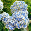 🌈Mix Hydrangea – Flores perenes lindas e resistentes para o seu jardim