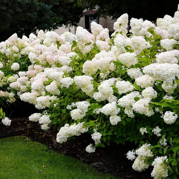 🌈Mix Hydrangea – Flores perenes lindas e resistentes para o seu jardim