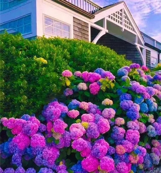 🌈Mix Hydrangea – Flores perenes lindas e resistentes para o seu jardim