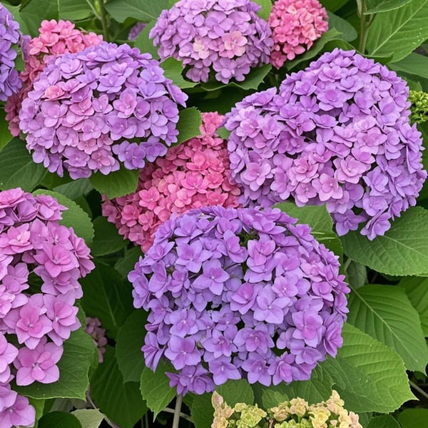 🌈Mix Hydrangea – Flores perenes lindas e resistentes para o seu jardim