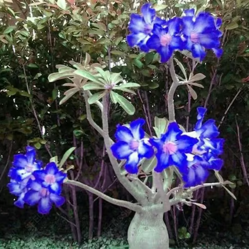 🔥Rosa do Deserto: Floresça seu Jardim🌺+ [BRINDE ESPECIAL]