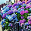🌈Mix Hydrangea – Flores perenes lindas e resistentes para o seu jardim