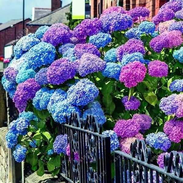 🌈Mix Hydrangea – Flores perenes lindas e resistentes para o seu jardim