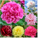 🔥Peônias da Rainha: Floresça seu Jardim🌺+ [BRINDE ESPECIAL]