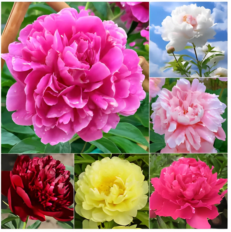 🔥Peônias da Rainha: Floresça seu Jardim🌺+ [BRINDE ESPECIAL]