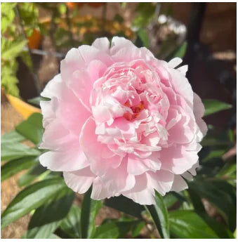 🔥Peônias da Rainha: Floresça seu Jardim🌺+ [BRINDE ESPECIAL]