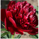 🔥Peônias da Rainha: Floresça seu Jardim🌺+ [BRINDE ESPECIAL]