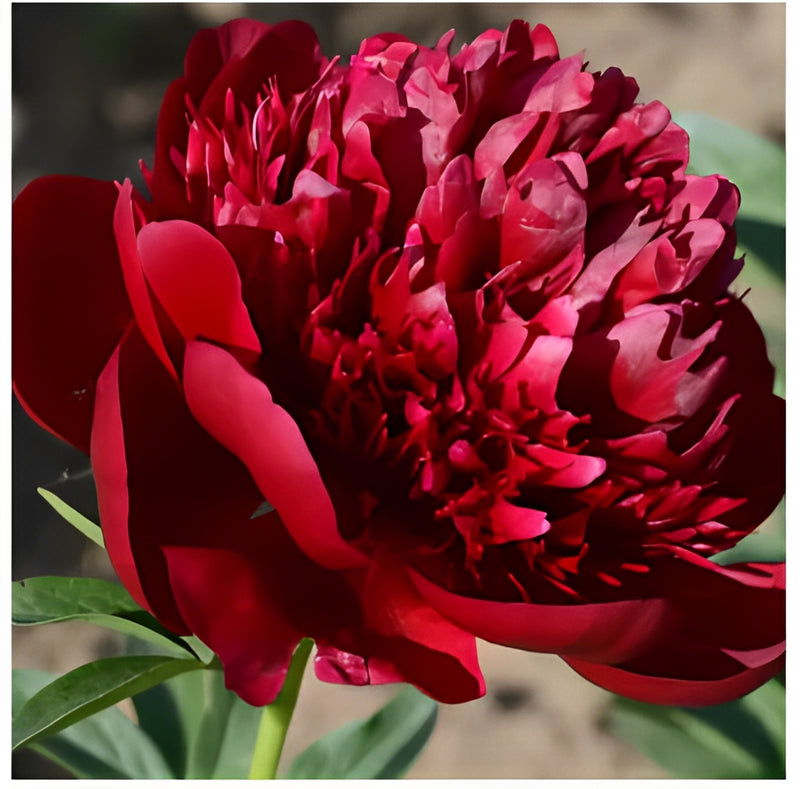 🔥Peônias da Rainha: Floresça seu Jardim🌺+ [BRINDE ESPECIAL]