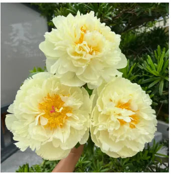 🔥Peônias da Rainha: Floresça seu Jardim🌺+ [BRINDE ESPECIAL]