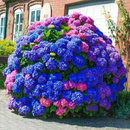 🌈Mix Hydrangea – Flores perenes lindas e resistentes para o seu jardim