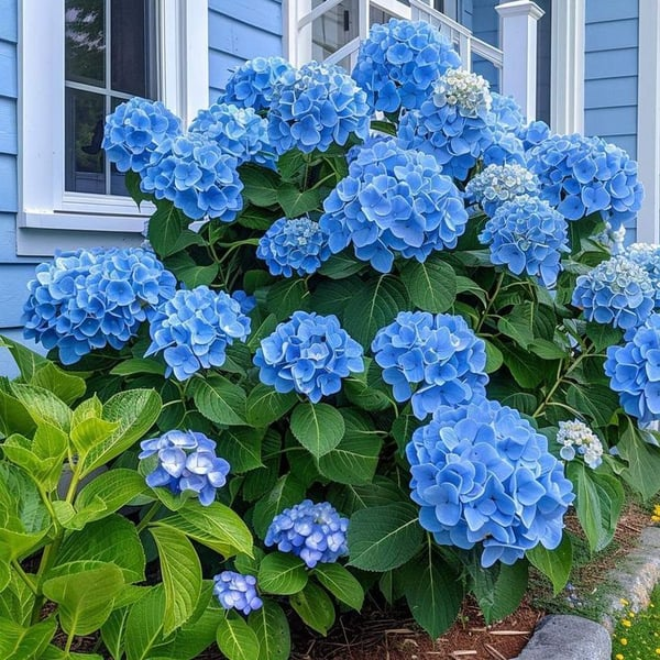 🌈Mix Hydrangea – Flores perenes lindas e resistentes para o seu jardim