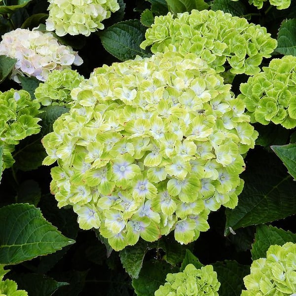 🌈Mix Hydrangea – Flores perenes lindas e resistentes para o seu jardim
