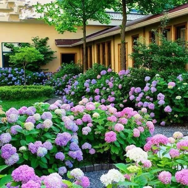 🌈Mix Hydrangea – Flores perenes lindas e resistentes para o seu jardim